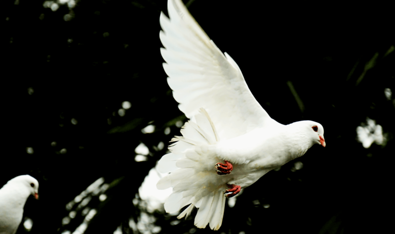 Yahshua Beyt Kol Israel Messianic Synagogue